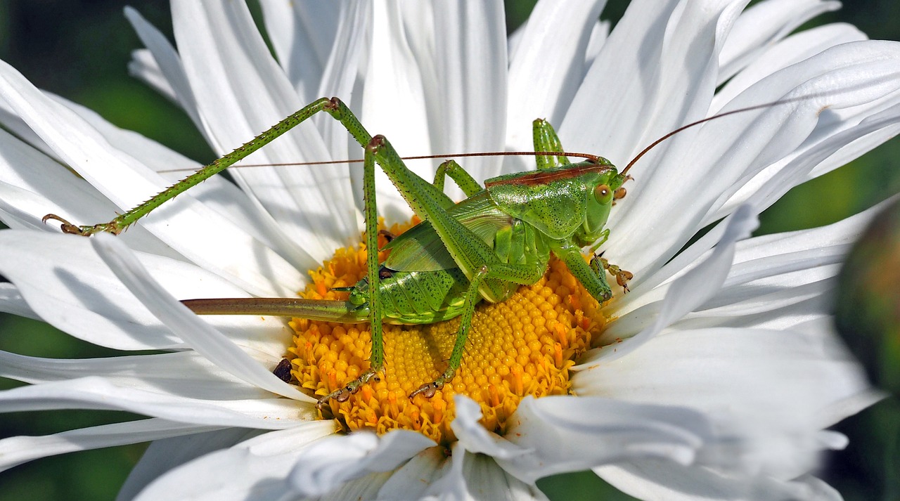 Entomophagy: Can Eating Insects Save the Planet?